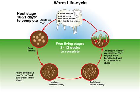 Pinworm Life Cycle