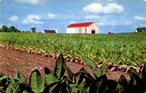 Tobacco Field Kentucky