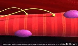 Muscle Contraction Process: Molecular Mechanism [3D Animation] on Make ...