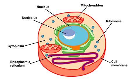 Cell Structure and Function Part 1 – The Organelles - Medical Exam Prep