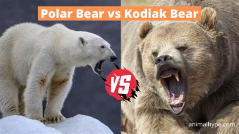 Polar Bear vs Kodiak Bear Fight: Who Will Win? - Animal Hype