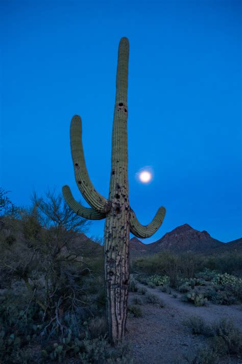 Saguaro National Park — The Greatest American Road Trip