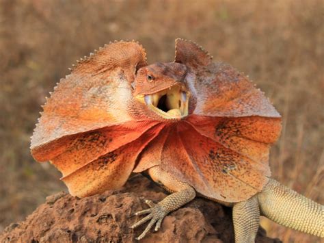 Frilled Lizards Have Different Colored Frills Based On Location And The ...