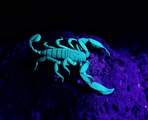 Scorpion species from Western Ghats highlight need for more research