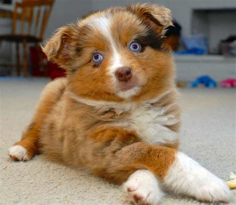 Australian Shepherd Dog Breed » Information, Pictures, & More