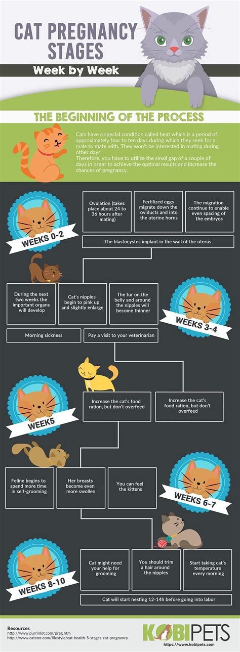 Cat Pregnancy Timeline and Labor Advice - Kobi Pets