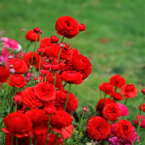 Red Ranunculus Bulbs for Sale – Easy To Grow Bulbs