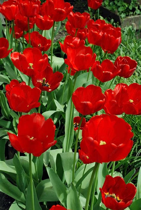 Nền Trồng Vườn Hoa Tulip đỏ Hình Chụp Và Hình ảnh Để Tải Về Miễn Phí ...