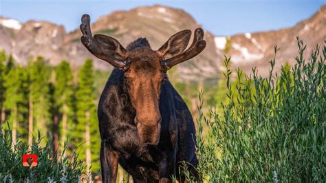 Wildlife in Rocky Mountain National Park | GyPSy Guide