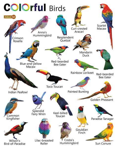 Colorful Birds – Facts, List, Pictures in 2024 | Colorful birds, Bird ...