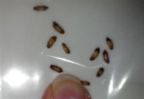 Carpet Beetle Larvae - What's That Bug?