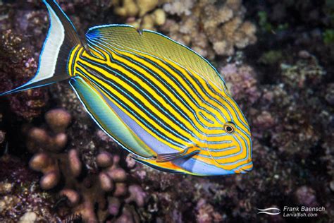 Surgeonfishes - Frank Baensch