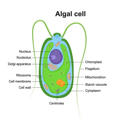 Vector Illustration Of Eukaryotic Algal Cell Educational Infographic ...