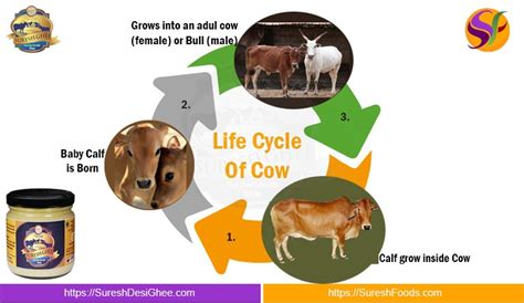 Life Cycle Of Cow | Suresh Desi Ghee