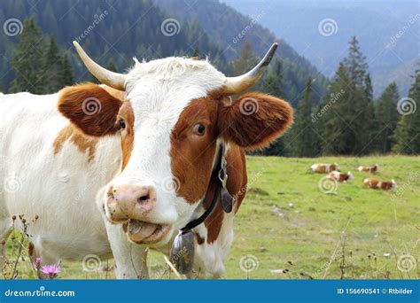 Funny Looking Milk Cow is Speaking Stock Image - Image of female ...