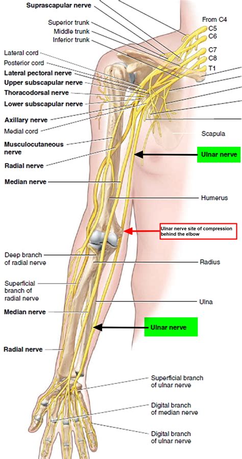 Pin on Anatomy