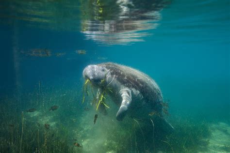 Manatee Protection and Conservation in Crystal River, FL