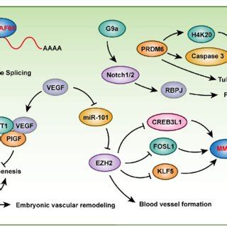 Histone methylation regulates vascular development and maturity ...