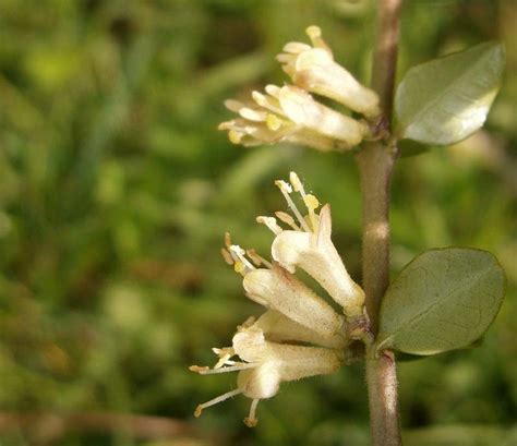 Lonicera pileata | GardensOnline