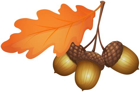 Acorns PNG Clipart | Gallery Yopriceville - High-Quality Free Images ...