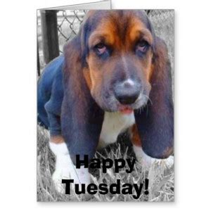 Tuesday Dog Quotes. QuotesGram