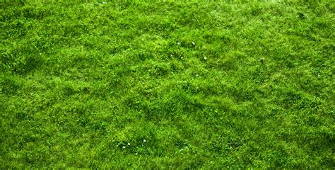 moss | you are viewing moss hd wallpaper color palette tags moss ...