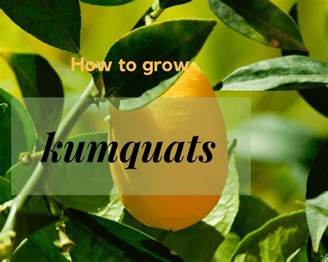 How to Care for a Nagami Kumquat Tree | Gardenologist