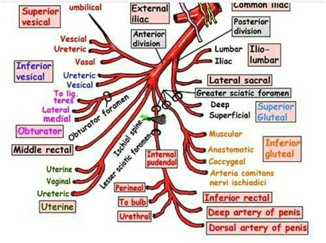 Internal iliac artery!! - MEDizzy