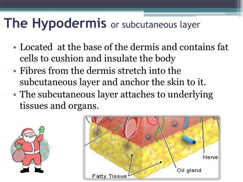 PPT - Skin Biology PowerPoint Presentation - ID:2108299