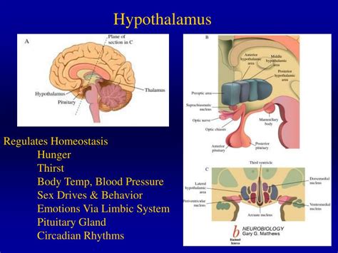 PPT - Hypothalamus & Limbic System PowerPoint Presentation, free ...