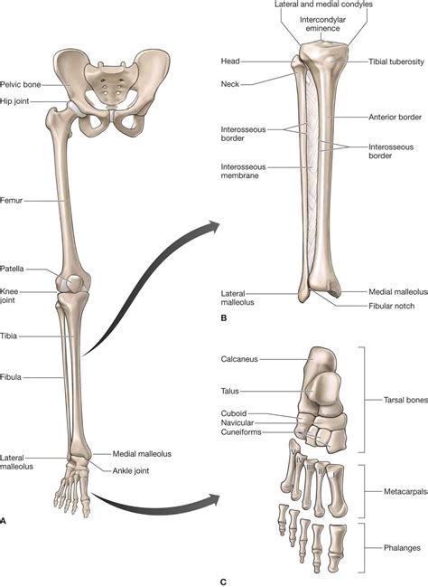 Lower Leg, Ankle, and Foot | Musculoskeletal Key