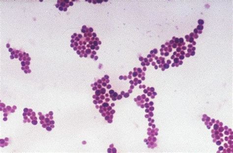 Staph Bacteria Gram Stain