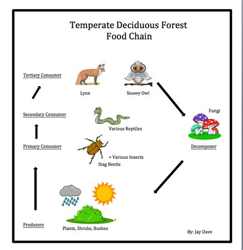 Food Chain & Web - Temperate Deciduous Forest