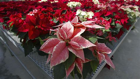 Today is: National Poinsettia Day