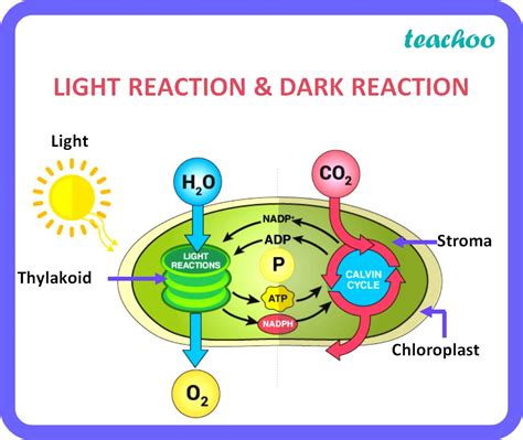 [Class 10 Biology] Difference between Light reaction and Dark reaction