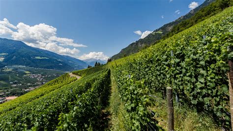 Discovering the Alpine Wines of Alto Adige | SevenFifty Daily