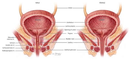 Pelvic Floor Muscles: Symptoms, Diagnosis & Treatment - Urology Care ...