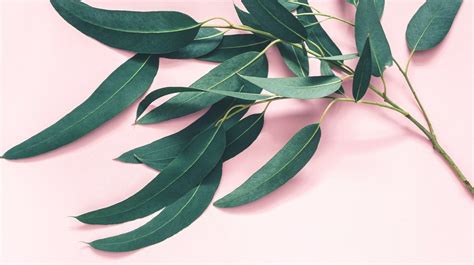 7 Impressive Benefits of Eucalyptus Leaves | Iran Darouk