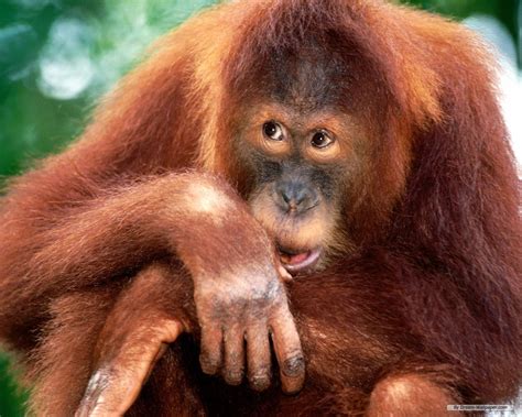 BE VEGAN, MAKE PEACE: Primates in peril: Conservationists reveal the ...