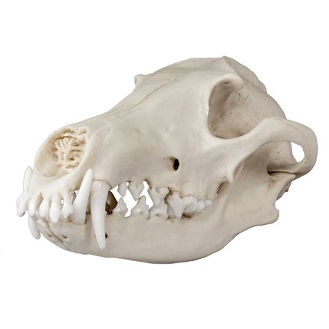 Replica Maned Wolf Skull For Sale – Skulls Unlimited International, Inc.