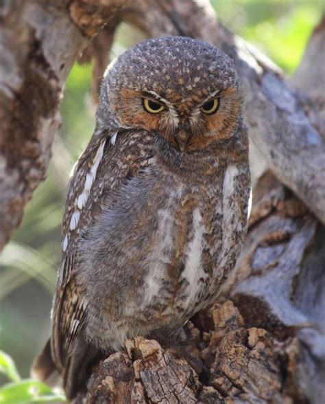 elf owl - Google Search in 2020 | Elf owl