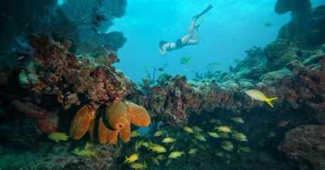 The 7 Best Snorkeling Tours In Key West - [2019 Reviews] | Outside Pursuits