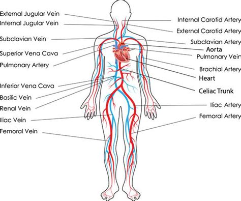 CARDIOVASCULAR SYSTEM AND HEART STRUCTURE - Anatomy 101: From Muscles ...