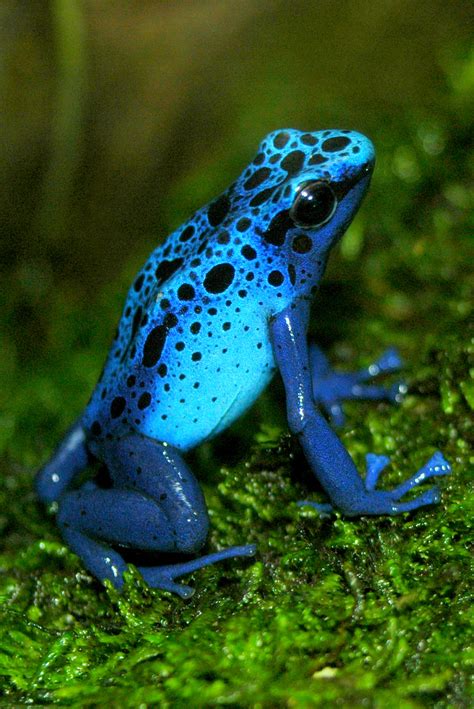 Blue Poison Dart Frog Facts and Pictures