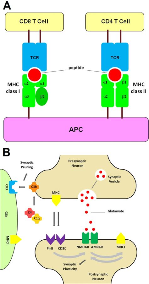 Figure 1 from The Major Histocompatibility Complex (MHC) in ...