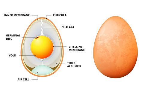 The onsen egg temperature curve - Nihon – the perfect egg