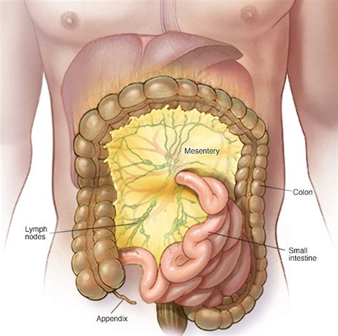 Mesenteric Adenitis - Causes, Symptoms, Duration, Diagnosis, Treatment