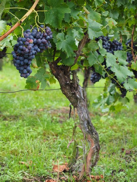 Free Images : tree, grape, vineyard, fruit, flower, food, produce, crop ...