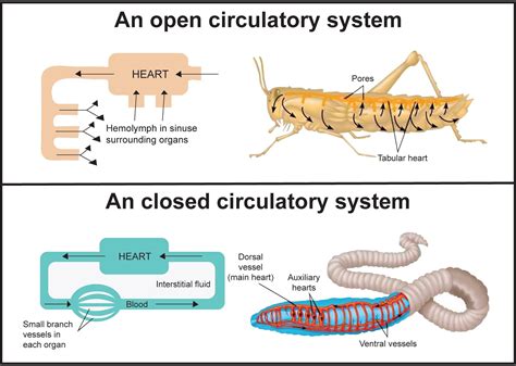 Advantages Of Open Circulatory System - barebonestory