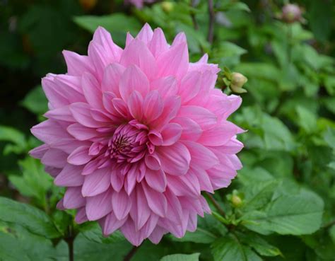 Blooming Flowers at Mount Congreve during Late September | Greenside Up